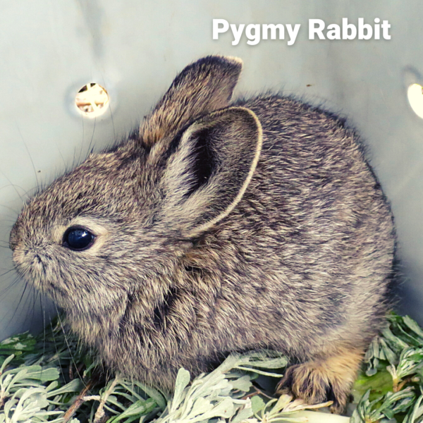 Pygimy Rabbits Pygmy Rabbit - REACH Museum
