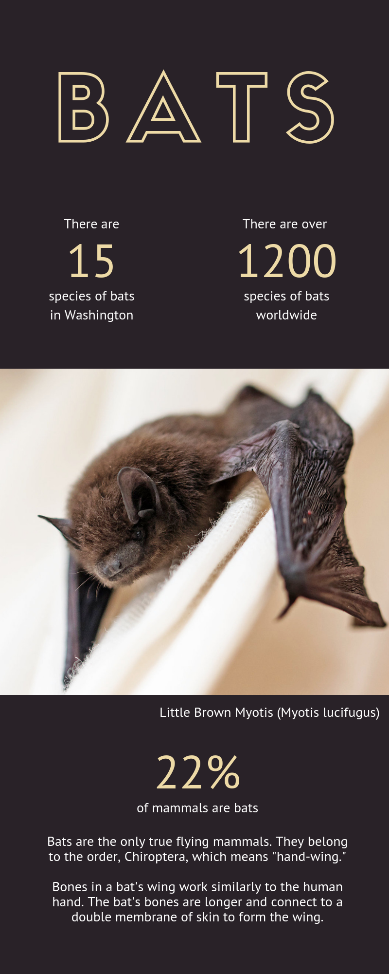 20 Facts About Bats – OKVM