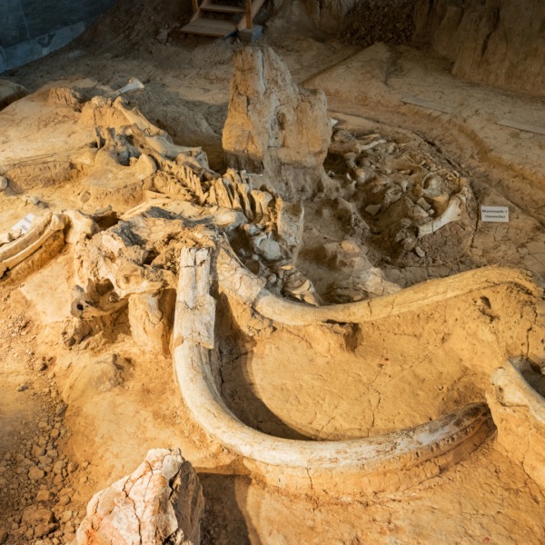Mammoth Fossil Bones