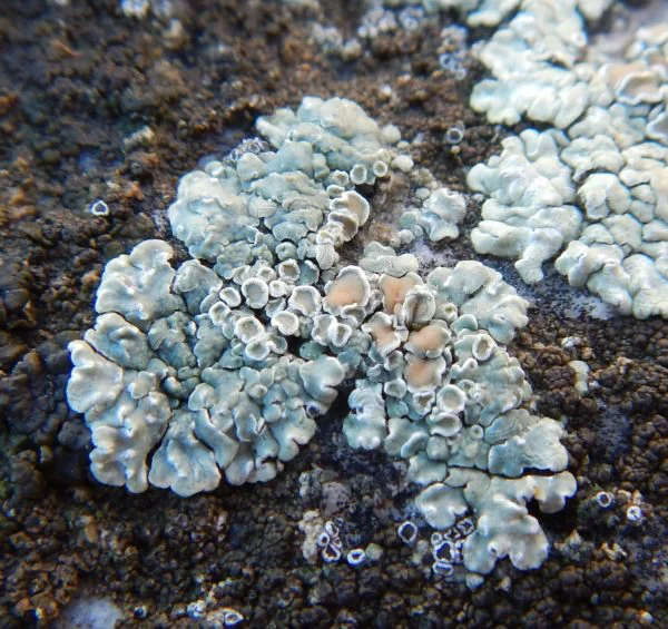 Lecanora-muralis-600x565