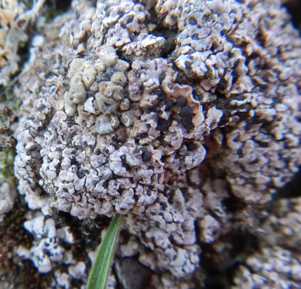 Psora-descipiens-600x577