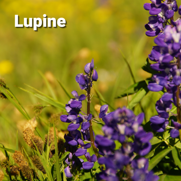image-lupine