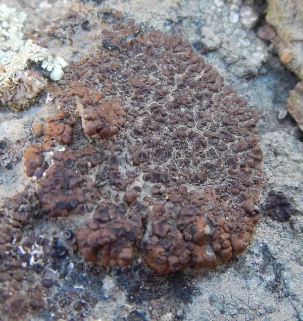 soil-crust-600x636