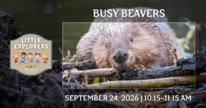 Little Explorers: Busy Beavers event graphic featuring a beaver building a lodge with branches and mud near the water’s edge.