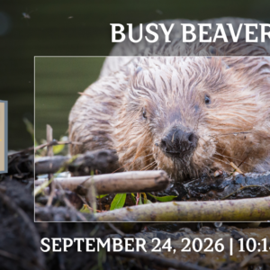Little Explorers: Busy Beavers event graphic featuring a beaver building a lodge with branches and mud near the water’s edge.