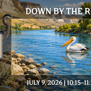 Little Explorers: Down by the River event graphic featuring a Columbia River-inspired landscape with White Bluffs, a pelican, heron, turtle, and shoreline habitat at the REACH Museum.