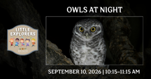 Little Explorers: Owls at Night event graphic featuring a nighttime owl perched in a dark forest setting with glowing yellow eyes.