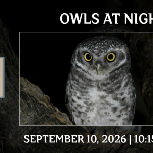 Little Explorers: Owls at Night event graphic featuring a nighttime owl perched in a dark forest setting with glowing yellow eyes.