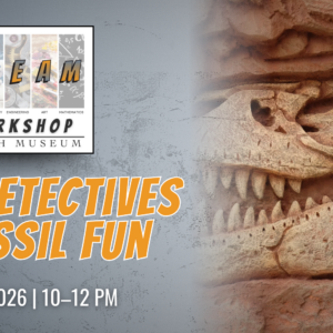 Dinosaur skull fossils embedded in rock for the STEAM Workshop: Dino Detectives & Fossil Fun at the REACH Museum.