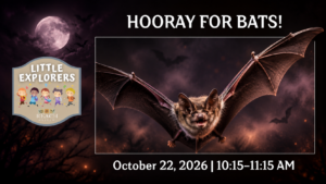Bat flying at night for Little Explorers: Hooray for Bats at the REACH Museum.