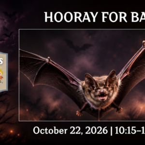 Bat flying at night for Little Explorers: Hooray for Bats at the REACH Museum.