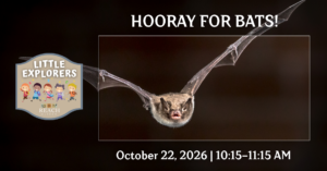 Bat flying at night for Little Explorers: Hooray for Bats at the REACH Museum.
