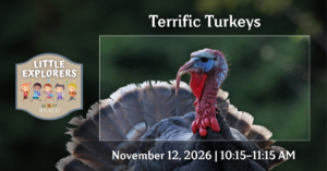 Wild turkey for Little Explorers: Terrific Turkeys at the REACH Museum.